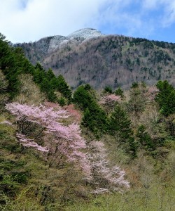 平湯,ヤマザクラ、雪