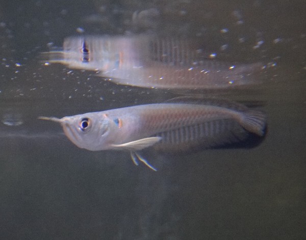 銀龍魚 奥飛騨温泉郷平湯 旅荘つゆくさ