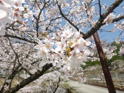 栃尾,桜,満開