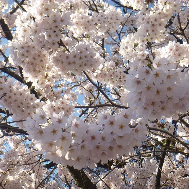 #高山#桜#満開#温泉#sakura #takayama #onsen