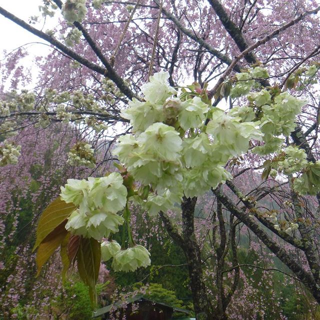 #緑の桜 #御衣黄 が #福地温泉 、#粋泉荘 で#満開 です。