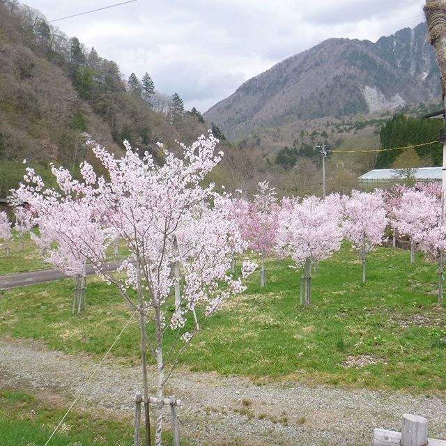 5月15日 #平湯温泉  #ナガセスッポン養殖場  さん #桜 が #満開 です。