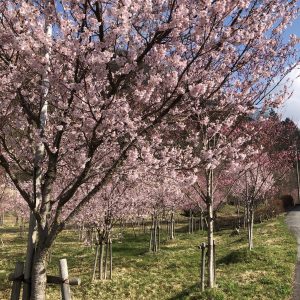 ひらゆさくら，ナガセスッポン，平湯，桜