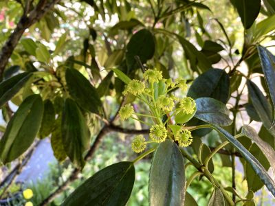 モチノキ，花