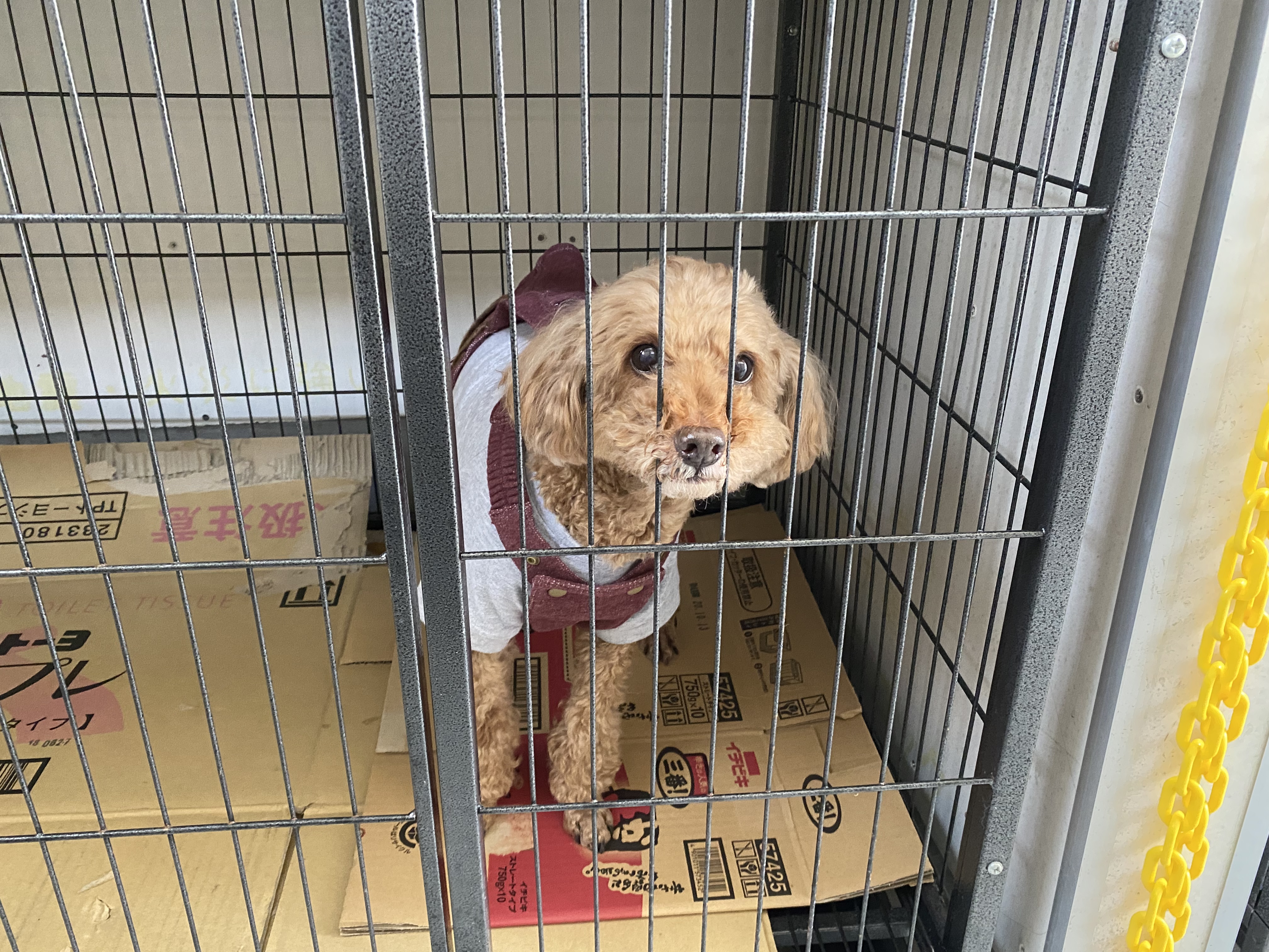留守番の犬達 奥飛騨温泉郷平湯 旅荘つゆくさ 留守番の犬達 奥飛騨温泉郷平湯 旅荘つゆくさ