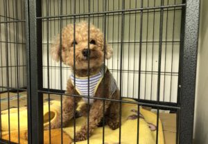 上高地,ペット,預かり