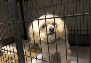 犬預かり，ペットホテル，上高地