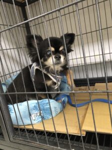 上高地､ペット預かり