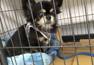 上高地､ペット預かり