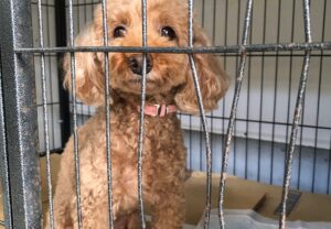 上高地,,犬,預ける,