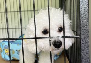 上高地,平湯,ペット,預ける,