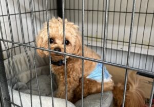 上高地,ペット,預ける,平湯,ﾊﾞｽﾀｰﾐﾅﾙ