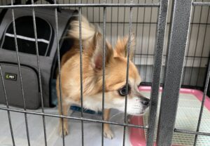 上高地,犬,預ける,ペットホテル、一時預かり