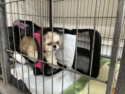 ペット,預ける,上高地