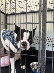 上高地,犬,預ける