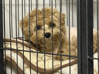 犬,預ける,宿泊