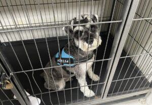 上高地,犬,預かり,預ける,新穂高ﾛｰﾌﾟｳｪｲ