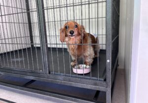 上高地,犬,預かり,預ける,散策,ペットホテル,禁止,駐車場