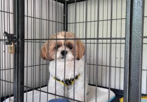 上高地,新穂高,ロープウェイ,犬,預ける,預かる