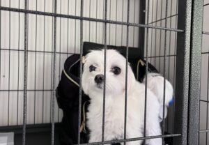 上高地,犬,預り