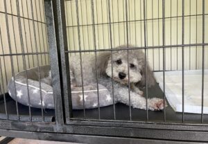 上高地,犬,預ける,預かる,こんじ,旅館