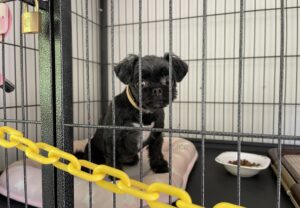 上高地,留守番,預かり,預かる,ペットホテル,犬