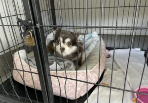 上高地,犬,預ける