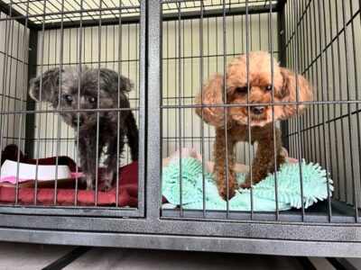 上高地,宿泊,犬.,預り