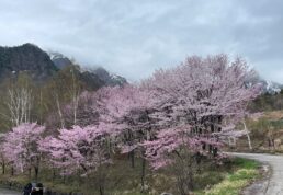鍋平,桜,満開