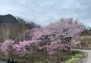 鍋平,桜,満開