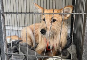 上高地,犬,預ける