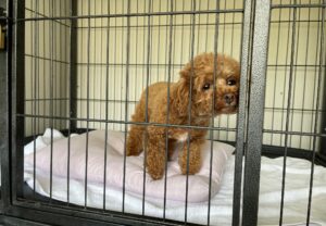 上高地,犬,預ける,,預かる,