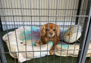 上高地,犬,預かり,駐車場,無料ｻｰﾋﾞｽ