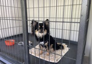 上高地,犬,チワワ,預ける,ペット,ホテル