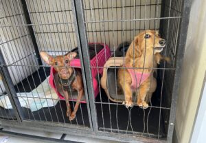 上高地,犬,預ける