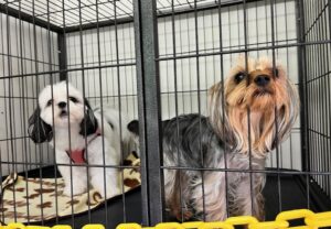 上高地,ペット,預かり,預ける