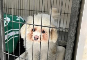 上高地,乗鞍,新穂高,ロープウェイ,犬,預ける,預かる