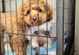 上高地,犬,預ける,預かる,駐車,無料サービス