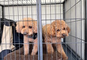 犬,預かり,預ける,上高地
