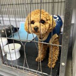 上高地,散策,犬,預かる,預ける