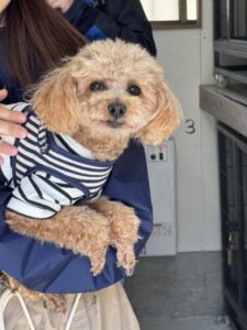 上高地,犬,預かり
