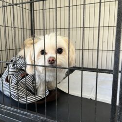 上高地､預ける､
