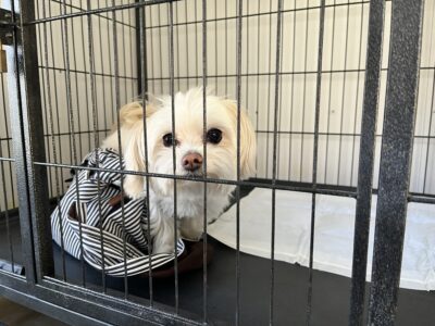 上高地､預ける､