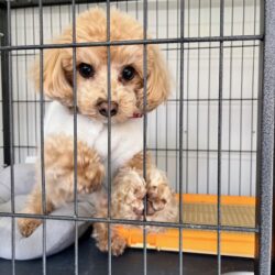 上高地,犬,預かり
