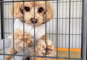 上高地,犬,預かり