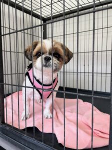 上高地,犬,預かる,預ける,散策、便利