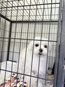上高地､犬､預ける