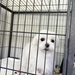 上高地､犬､預ける