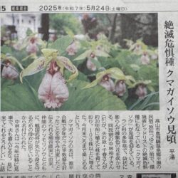 クマガイソウ,満開,高山,平湯