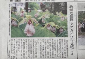 クマガイソウ,満開,高山,平湯
